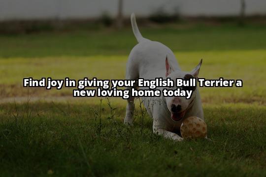 Rehome Your English Bull Terrier with Ease Today