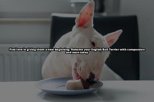 Rehome Your English Bull Terrier with Ease Today