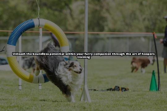 Unleash Your Dog's Potential with Hoopers Training