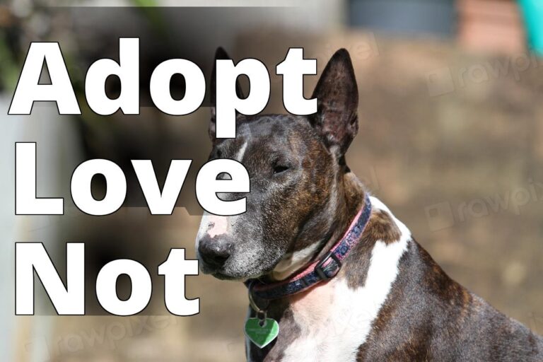 Bull Terrier, pet portrait. View - a dog with a collar sitting on a bench