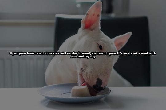 Discover How to Rehome Your Bull Terrier Successfully