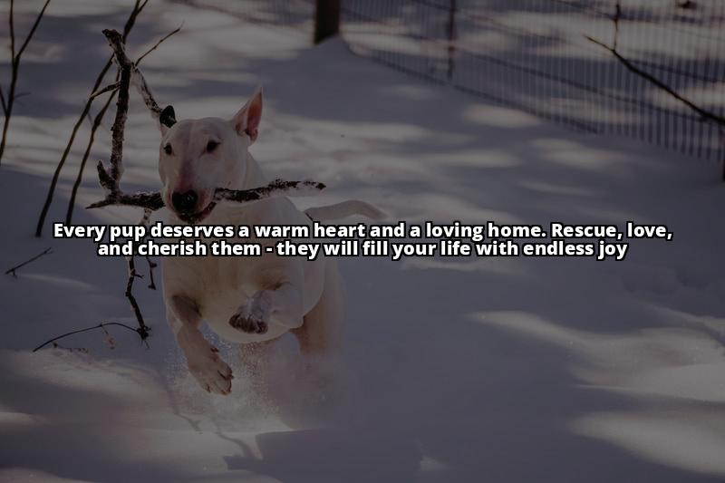 English Bull Terrier Rescue UK 2024: Everything You Need to Know