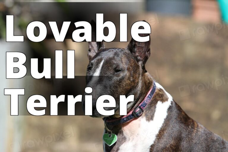 Bull Terrier, pet portrait. View - a dog with a collar sitting on a bench