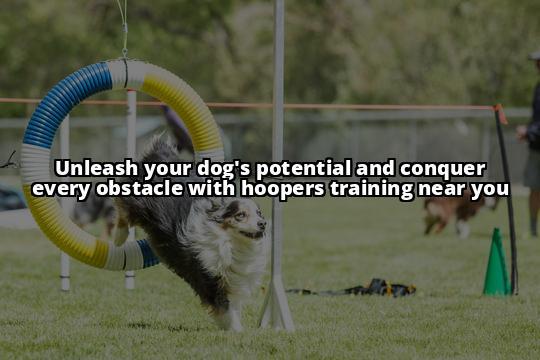 Hoopers Dog Training Near Me: Your Ultimate Guide