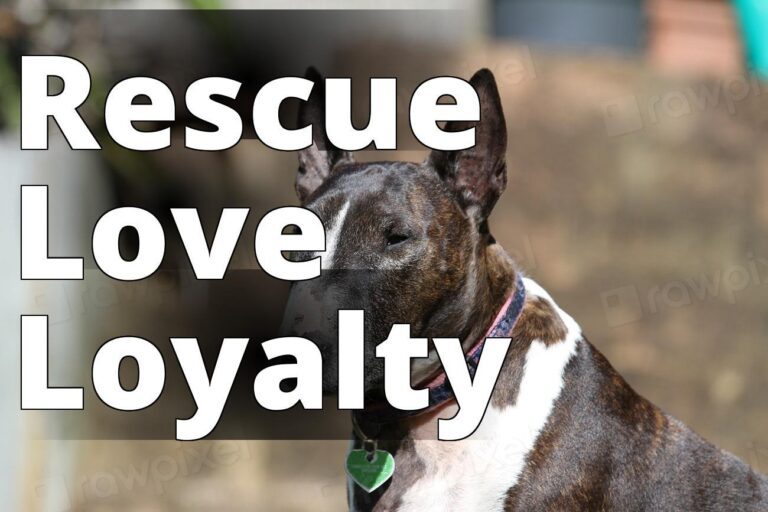 Bull Terrier, pet portrait. View - a dog with a collar sitting on a bench