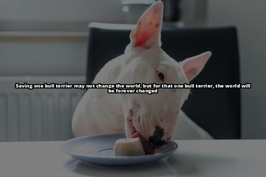 English Bull Terrier Rescue London: Your Complete Guide