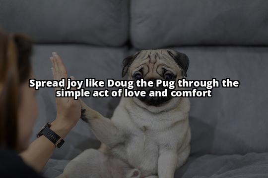 Meet Doug the Pug: The Therapy Dog Spreading Joy Through Animal-Assisted Therapy