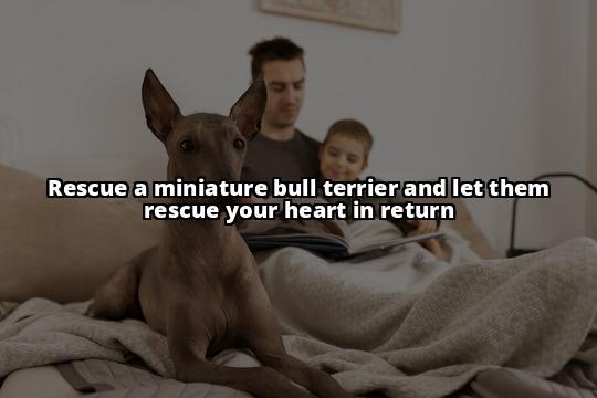 Miniature Bull Terrier Rescue UK: Where to Find Help