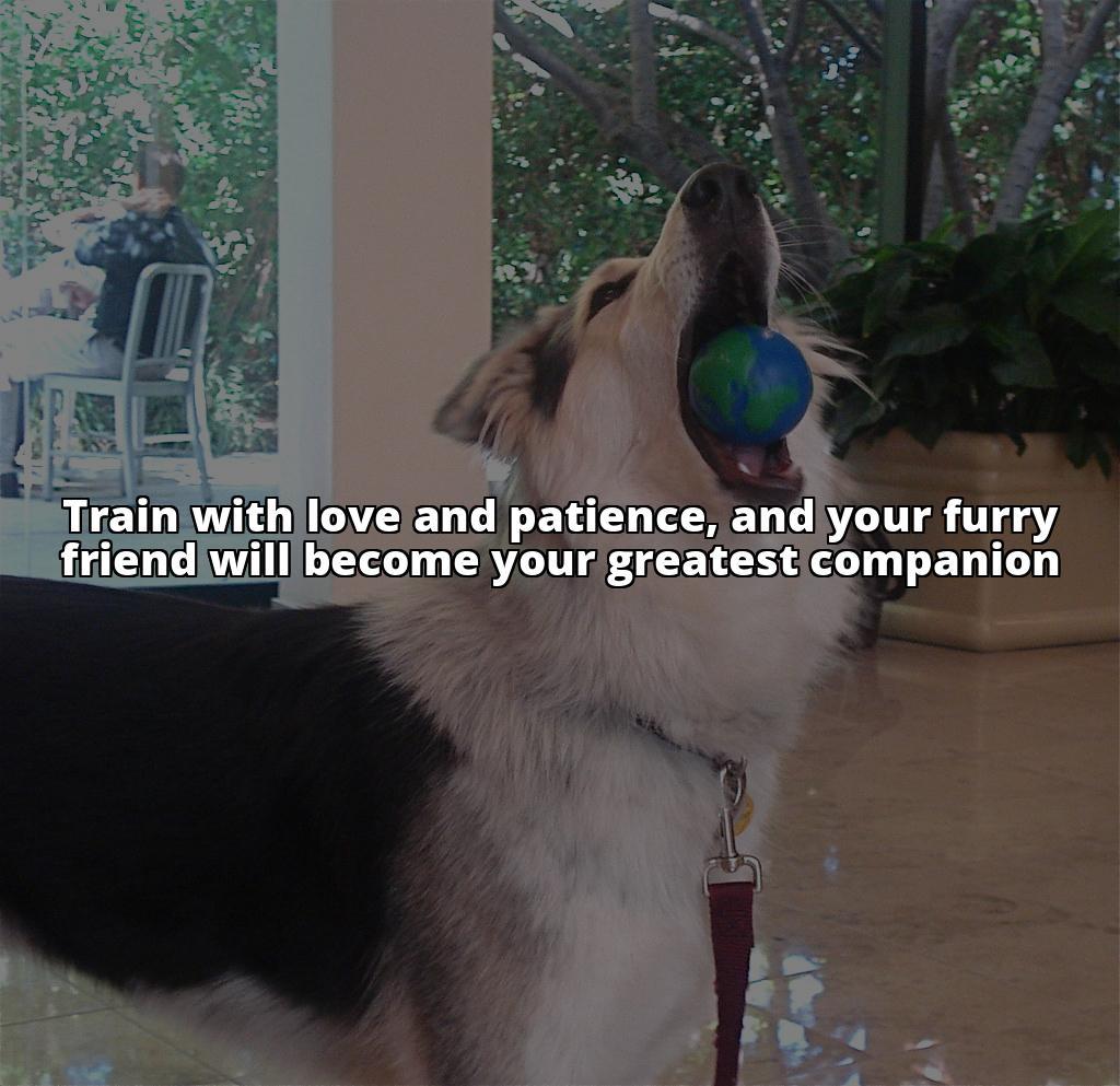 Paw Dogs 101: Training Tips for a Well-Behaved Companion