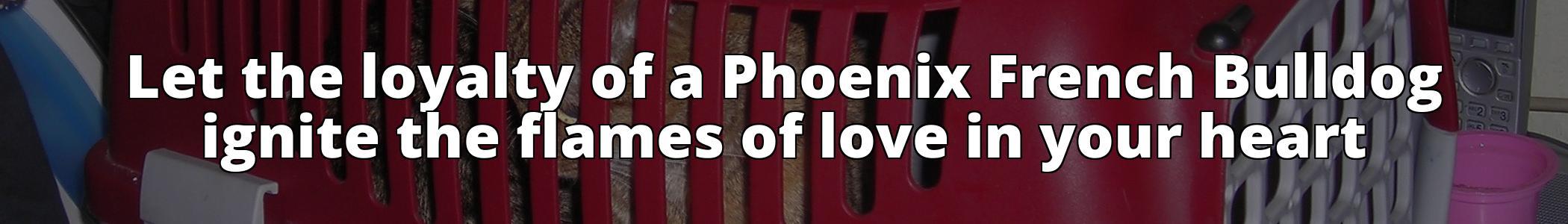 Phoenix French Bulldogs Exposed: Understanding Their Background and Care