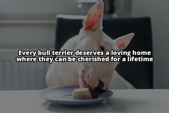 Securing Forever Homes for Bull Terriers: A Complete Guide