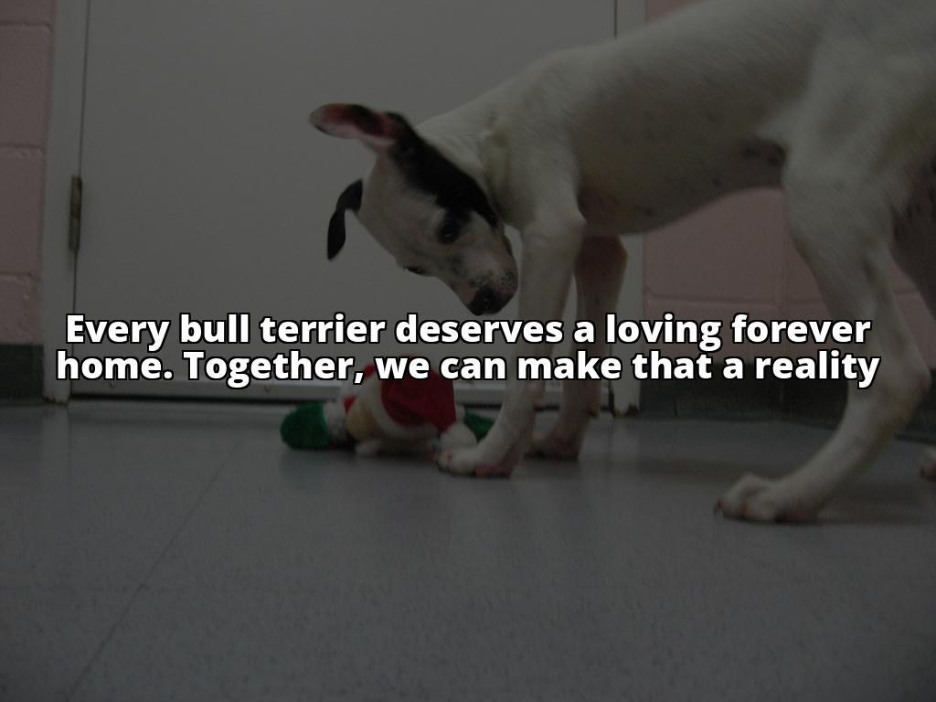 Securing Forever Homes for Bull Terriers: A Complete Guide