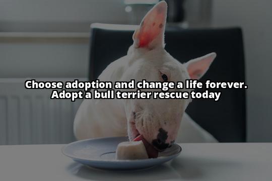 Step-by-Step Guide to Adopt a Bull Terrier Rescue