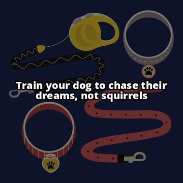 Stop Dogs Chasing Squirrels: Effective Training Strategies