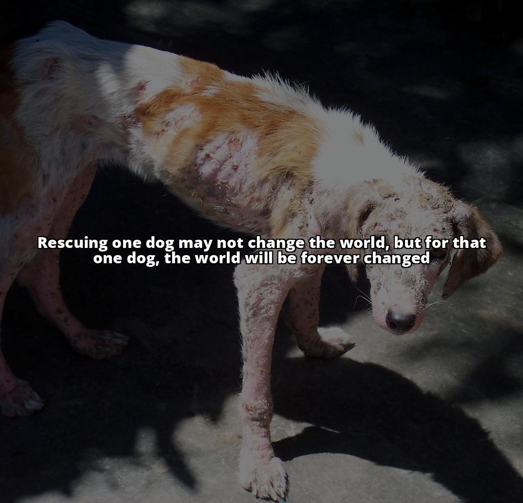 Unleashing Hope: Janey Sri Lanka Dog Rescue Story