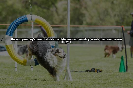 Discover the Vital Canine Hoopers Equipment for Effective Training