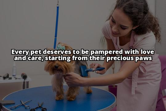 The Paw-fect Care Routine for Your Beloved Pet