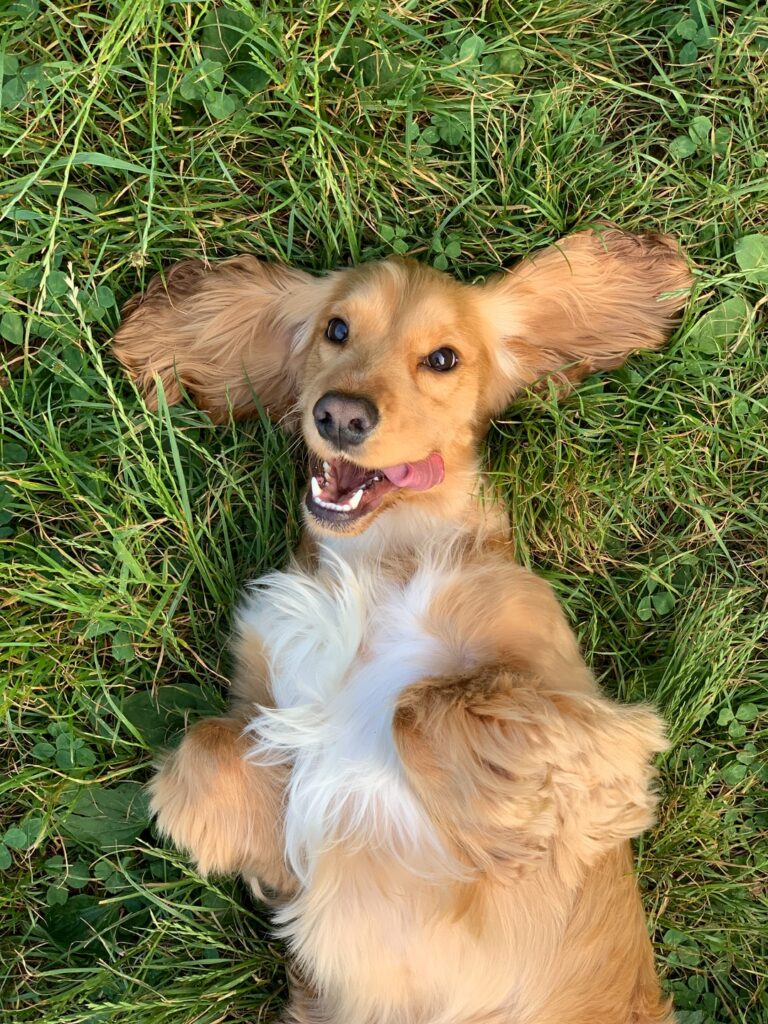 brown and white long coated small dog lying on green grass