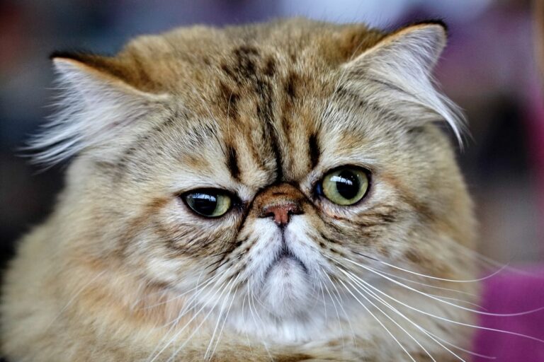 brown and white long fur cat