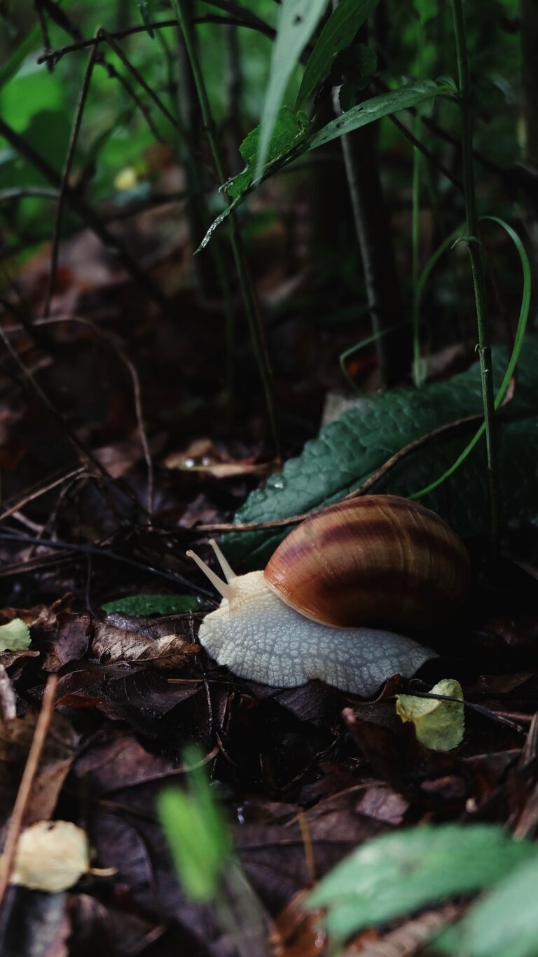 brown and white snail on brown soil