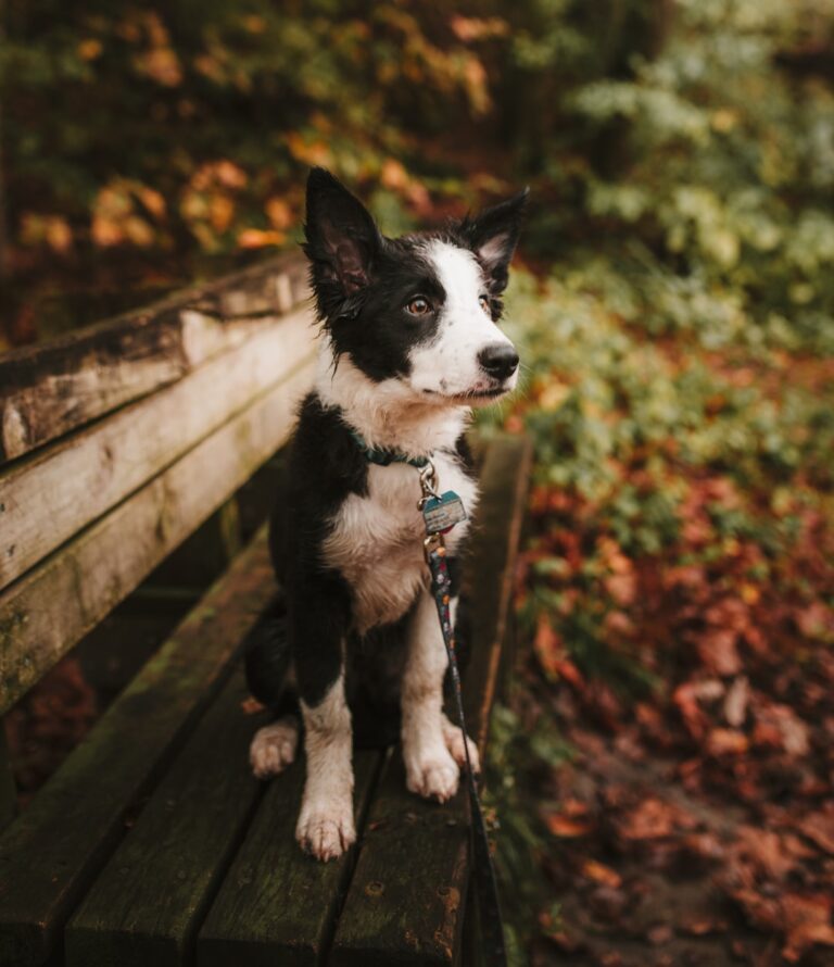 close-up photography of black and white border collie puppy sitting on bench