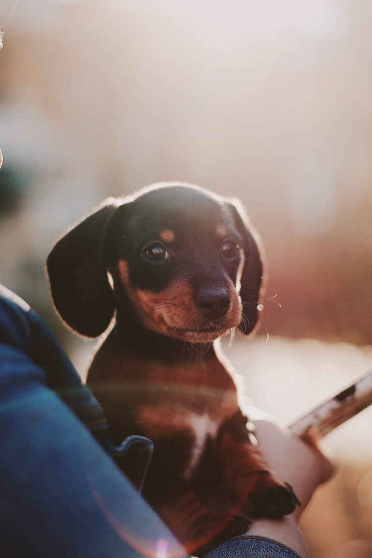 person holding black and brown puppy