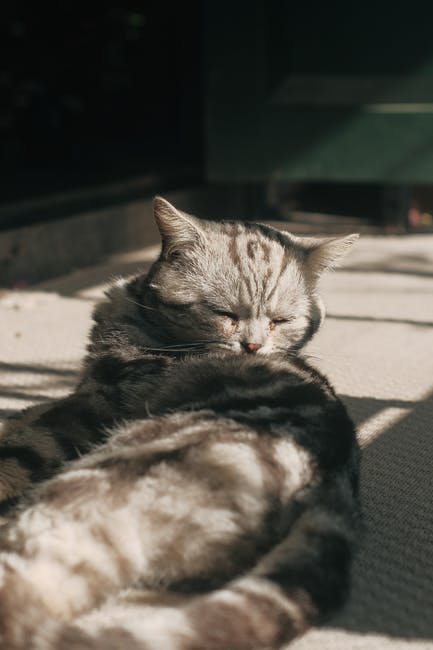 A Tabby Cat Lying on a Floor