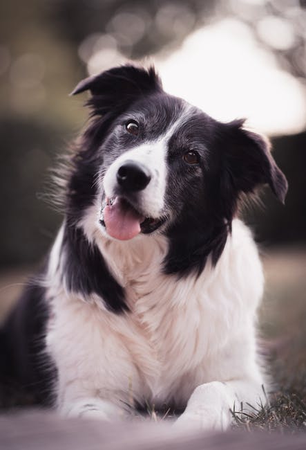 Charming purebred dog with fluffy black and white fur looking at camera while lying on meadow