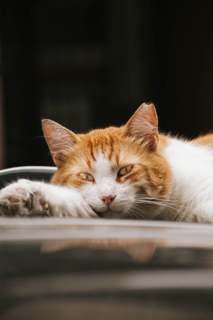 Close-Up Shot of Brown and White Cat Lying Down