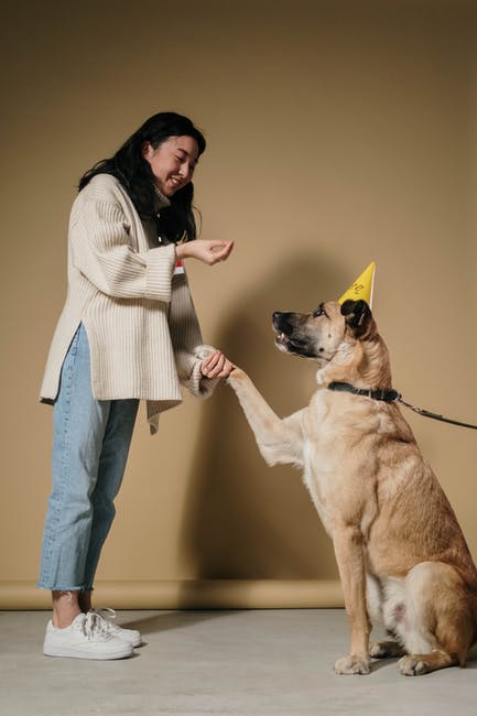 Dog's Paw on a Human's Hand