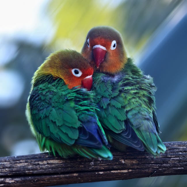 Fischer's Lovebirds