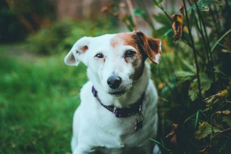 Jack Russell Terrier Beside Plants