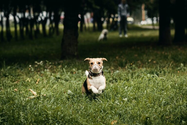 Selective Focus Photo of Dog in Muzzle Running on Grassy Field