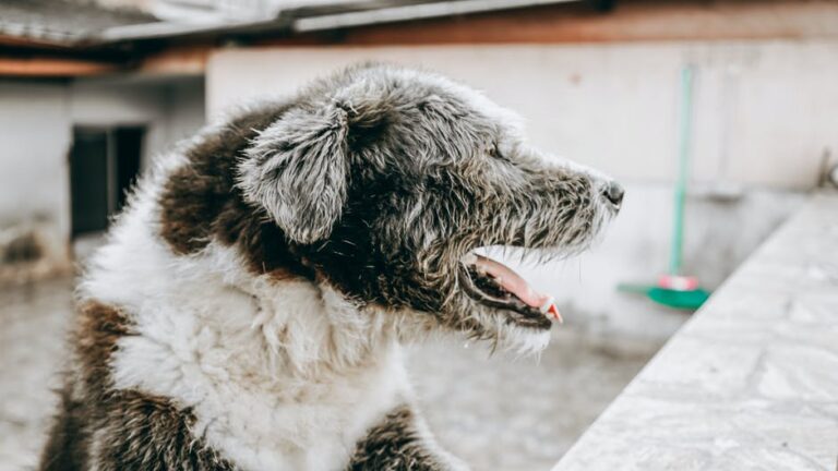 Side view cute playful dog with fluffy black and white fur standing with mouth widely opened near backyard stone fence and looking away