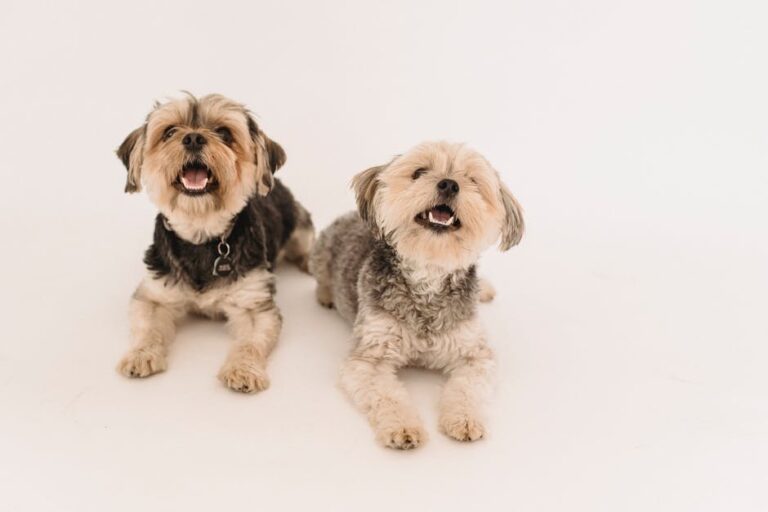 Adorable happy Yorkshire Terrier dogs in studio