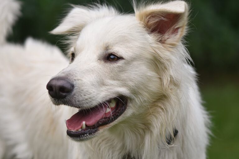 Close Up Shot of a Dog