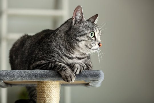 Cute cat on scratching post at home