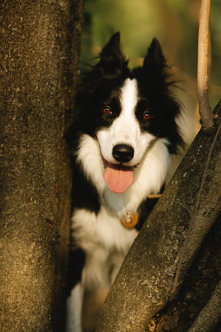 Cute purebred dog with tongue out in pendant looking at camera between rough tree trunks in sunlight