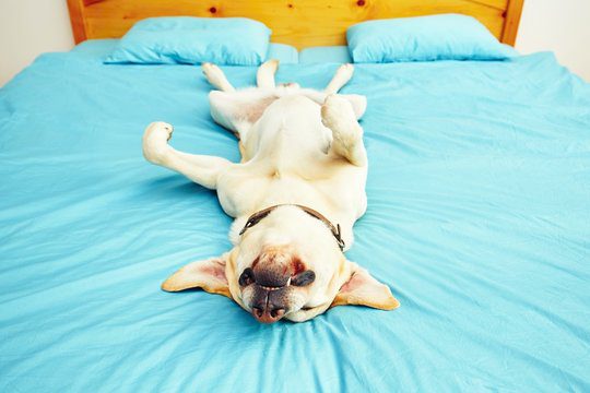 Dog is lying on the bed