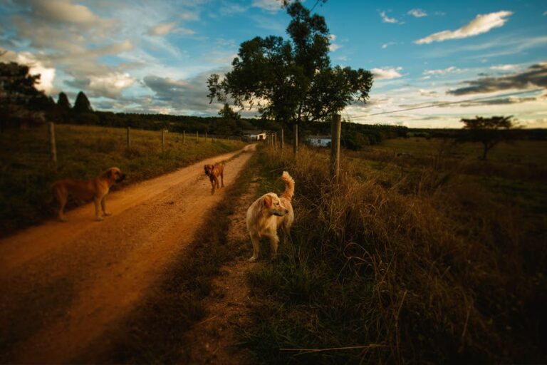 Dogs on rural road with pillars on sides surrounded by grass and trees against cloudy sky in summer evening