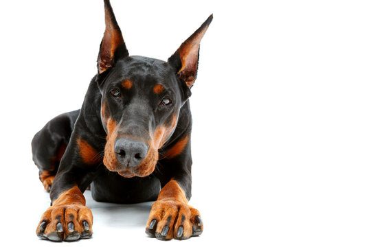 Portrait of lying doberman pinscher