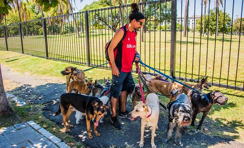 2020 - Buenos Aires - Recoleta - Plaza de las Naciones Unidas - Paseadores de Perro