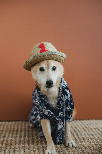 Adorable puppy in straw hat and shirt sitting on soft carpet in room