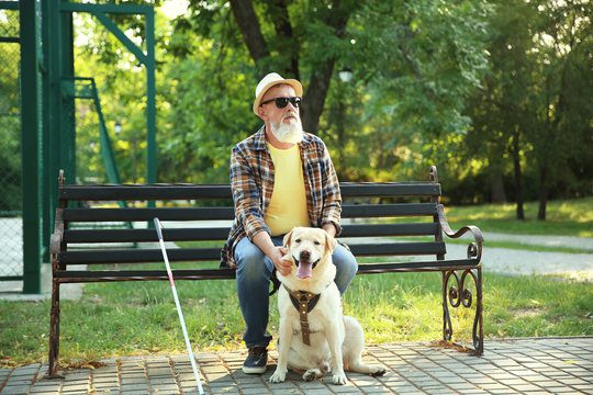 Blind mature man with guide dog sitting on bench in park