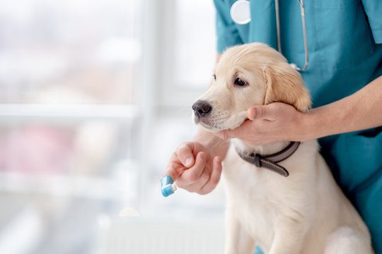 Brushing teeth of retriever puppy