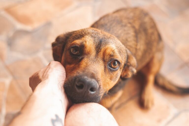 Crop person caressing cute loyal dog