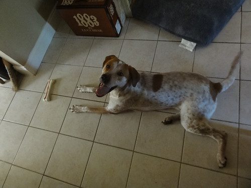 Dougal Loves His Rawhide Bone