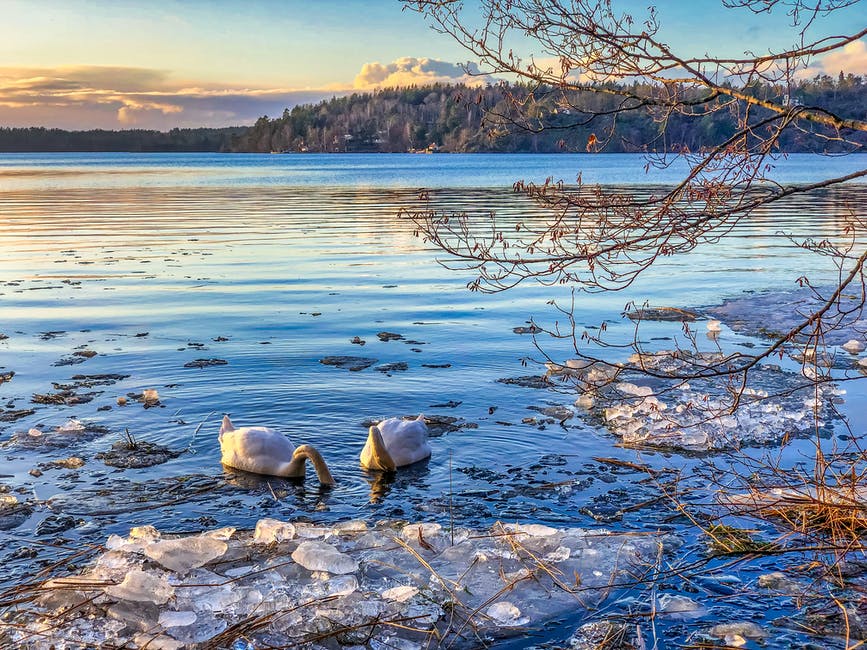 Ducks On Body Water