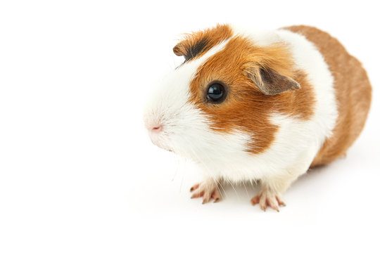 Guinea pig isolated on white