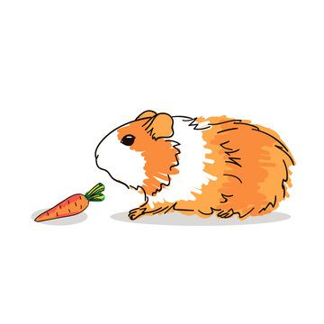 Guinea pig with an orange coat color. Pets.